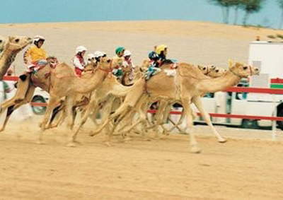 Camel Racing In&nbsp;Dubai