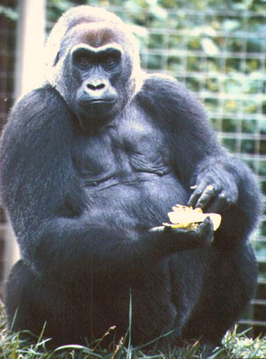 December 22 1956 First Gorilla Born In&nbsp;Captivity