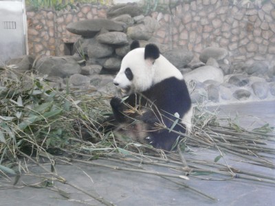 Chengdu China Giant Panda Breeding&nbsp;Base