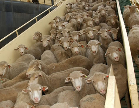 Australia Live Exports