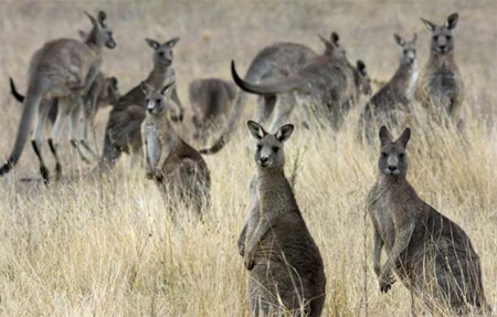 Australia to sell kangaroo meat to China and Russia, worth hundreds of millions of&nbsp;dollars