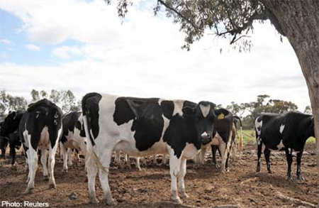 Australian farmers want to establish Indonesian abattoir for Asian&nbsp;sales