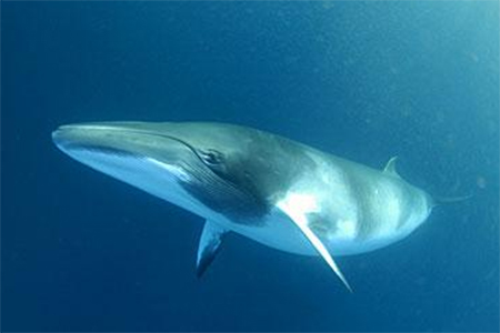 Australia rejects Japan’s Antarctic whaling claims as a “fairy&nbsp;tale”