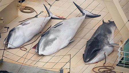 Japan’s scientific research program yet to uncover why whales die when speared with a giant&nbsp;harpoon