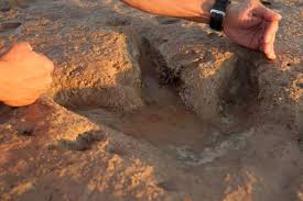 Australian Stegosaurus Footprint