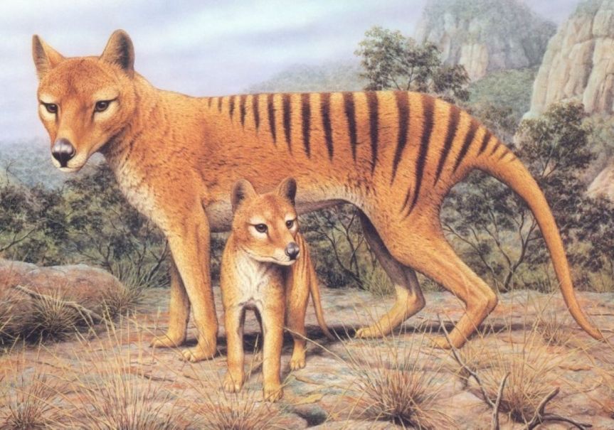 On This Day (Australia): In 1996, National Threatened Species Day was first held on the anniversary of the death of the last&nbsp;Thylacine