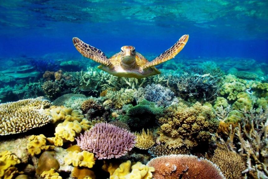 On this day (Australia): In 1980, the Great Barrier Reef was listed as a World Heritage&nbsp;Site